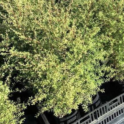 Manuka - Leptospermum Scoparium