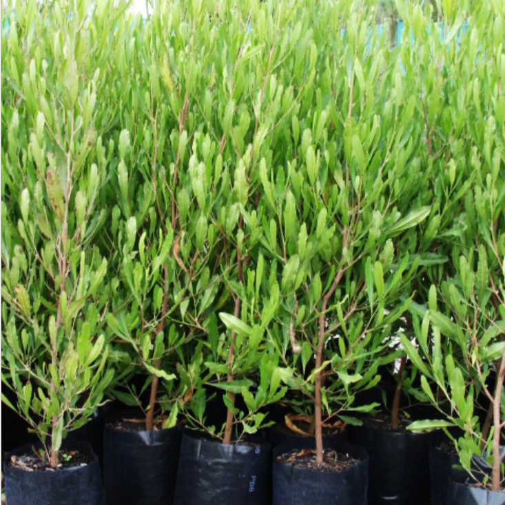 Ake Ake - Dodonaea viscosa