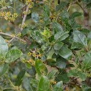 Karamu - Coprosma Robusta